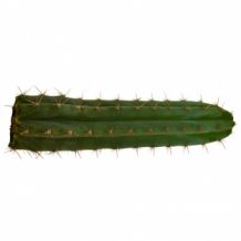 images/productimages/small/trichocereus macrogonus.jpg